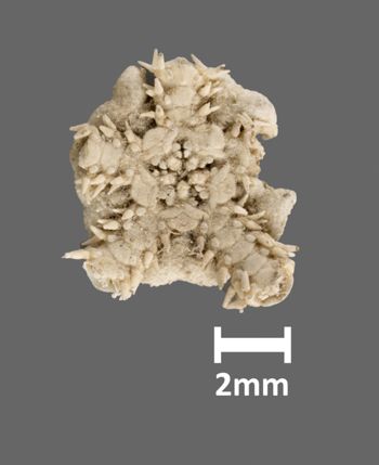 Media type: image;   Invertebrate Zoology OPH-1159 Aspect: ventral